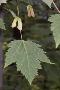 Rocky Mountain maple