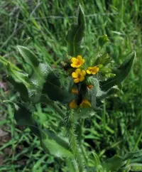 Menzies' fiddleneck