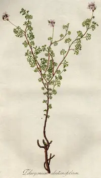Southernwood-leaf Storksbill