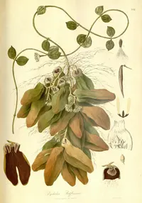 Malayan Urn Vine