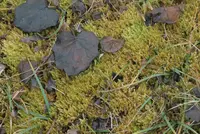 Lindberg's Hypnum Moss (Calliergonella lindbergii) plant
