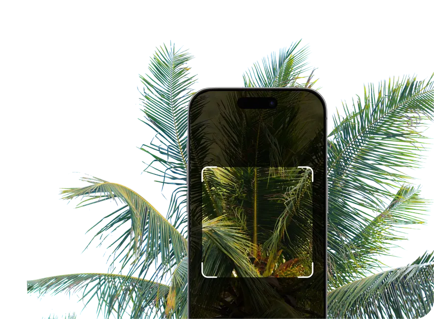 Palm Tree Identification – Hero