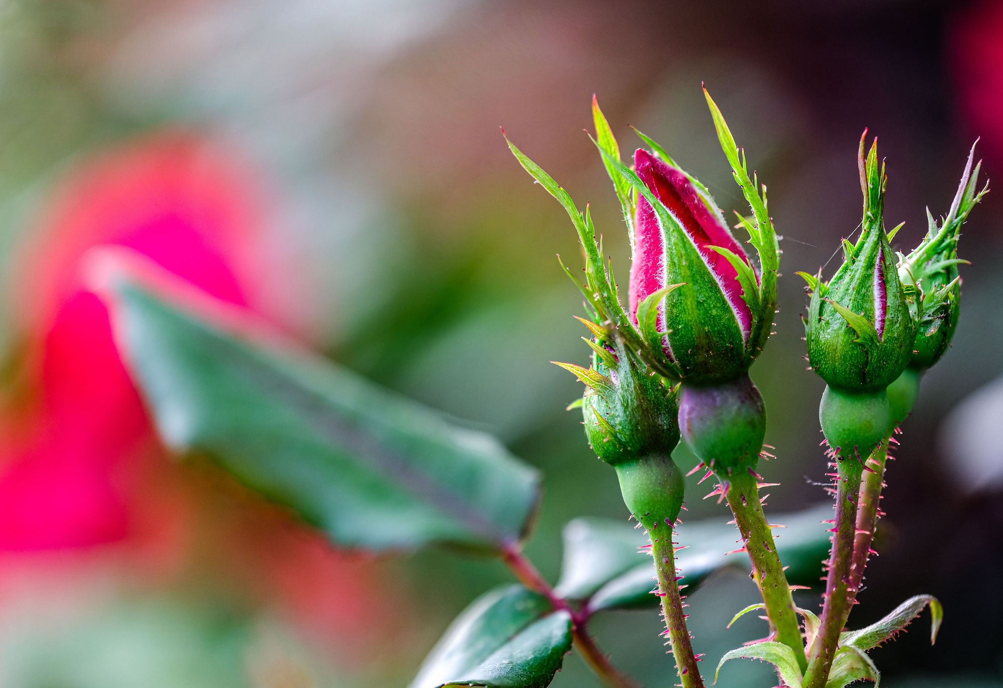 Flowers With Thorns - Rose