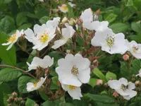 multiflora rose Identification Guide