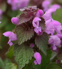 purple deadnettle (Lamium purpureum) plant