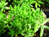 Sedum pachyphyllum succulent