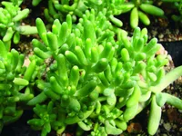 Sedum pachyphyllum succulent