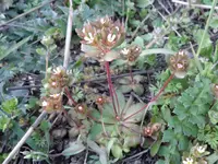 greater rockjasmine