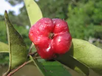 Eugenia florida