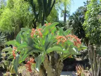 Cyphostemma juttae