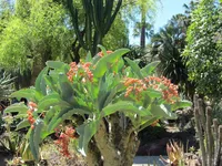 Cyphostemma juttae