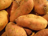 sweet potato (Ipomoea batatas) plant
