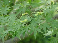 Japanese maple