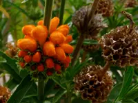 Leonotis leonurus