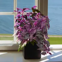 Gynura aurantiaca 'Purple Passion' plant