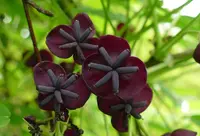 three-leaf akebia (Akebia trifoliata) plant