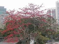 red silk cottontree (Bombax ceiba) plant