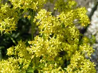 Dyer's woad