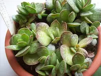 Nenta Adromischus