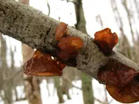 amber jelly fungus