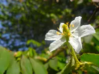 strawberrytree (Muntingia calabura) plant