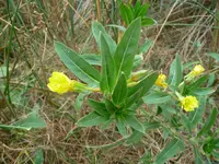 Oakes' evening primrose (Oenothera oakesiana) plant