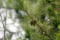 Gregg’s Pine