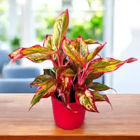 Aglaonema 'Creta' plant