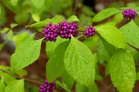 American beautyberry (Callicarpa americana) plant