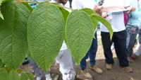 Andean walnut