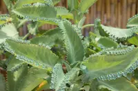 Kalanchoe pinnata leaves