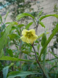 Walter's groundcherry