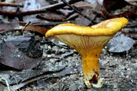 Austropaxillus infundibuliformis