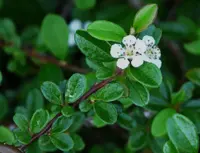 Bearberry Cotoneaster