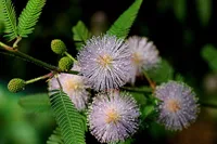 Sensitive Plant (Mimosa pudica) plant