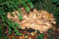 Giant Polypore