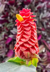 spiral ginger