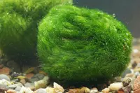 Cladophora Ball