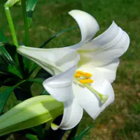 Easter Lily (Lilium longiflorum) plant