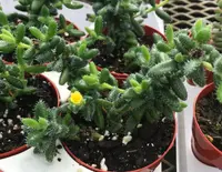 Delosperma echinatum