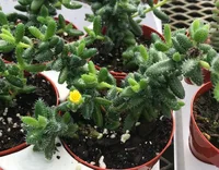 Delosperma echinatum