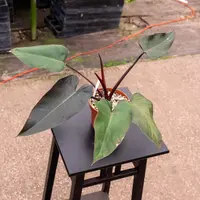 Philodendron (Philodendron 'Bloody Mary') plant
