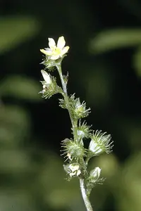 tall hairy agrimony