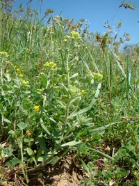 Alyssum hirsutum (Alyssum hirsutum) plant