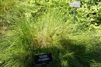 splitawn sedge