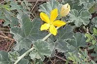 melon loco (Apodanthera undulata) plant