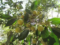 Willow Leaf Persimmon (Diospyros salicifolia) plant