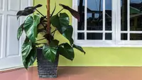 Philodendron erubescens plant
