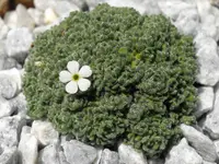 Swiss rockjasmine (Androsace helvetica) plant