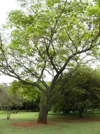 poison-pod false-thorn (Albizia versicolor) plant